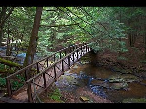 Cook Forest State Park