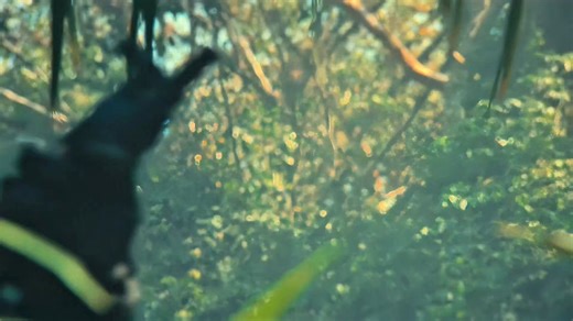 Predator 1987: PARTE 10 | Joseph Melchor