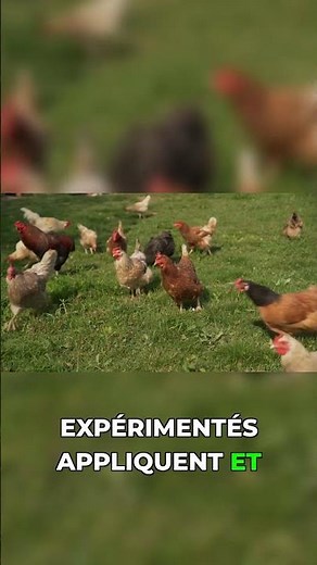 The simple trick to optimize your hens' egg laying