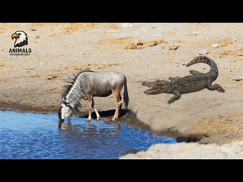The Crocodile’s Secret Weapon: Uncovering Their Incredible Hunting Techniques | Wildlife Documentary
