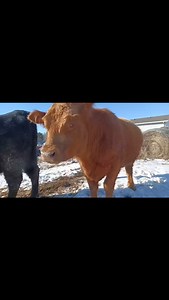 9.9K views · 1.9K reactions | Fucking Ron | 3D Classic Car Parts | Facebook