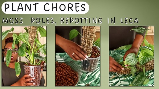 Plant chores 5 Plants on Moss Poles Potted Up With Leca - The Leca Queen