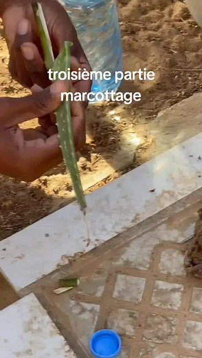 Green_Leaf_Farm☘️☘️ sur TikTok