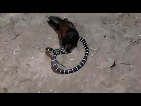 The bittern hunts the most venomous krait in Vietnam and other snakes.