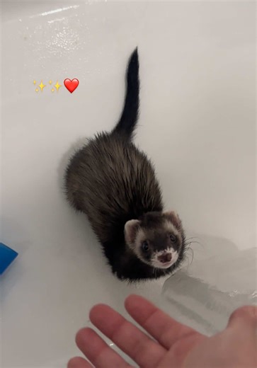 Adorable Ferret Moments: Feeling the Love!