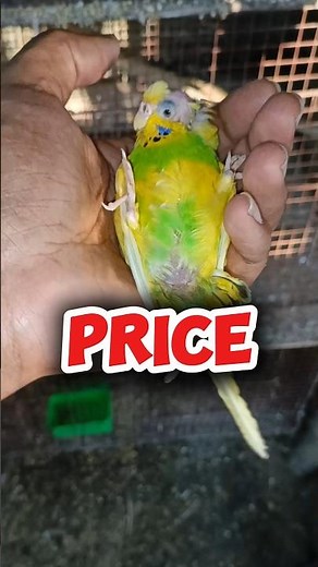 Budgies🦜Bird Price In India #birds #parrot #budgies #birdslover #pets #parakeet #shortsfeed #shorts