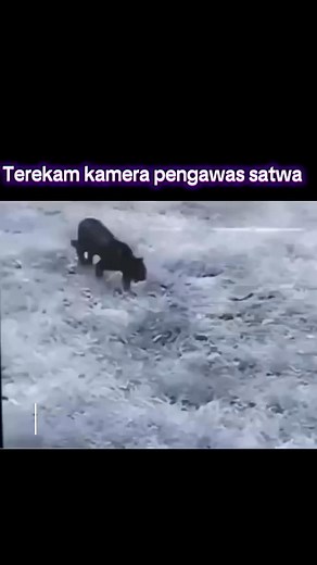 888 reactions · 15 shares | Harimau di mangsa anaconda #harimau #anaconda #python #python #duniasatwa #duniahewan #hewan #jalanjalan #wisata #nongkrong #ngopisantuy #ngopi #healing #yukliburan #viral #fyp #galau #baper #luculucuan #lucu #misteri #horor | M Bima Naheswara Saryoto | Facebook