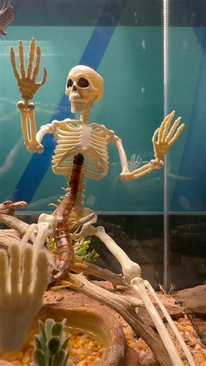 18 reactions | Spooky season has officially crawled into Audubon Insectarium!  益  | Audubon Insectarium | Facebook