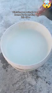 612K views · 2.5K reactions | BATH TIME  #AMLOFTTV #reels #birds #pigeon | A.M LOFT T.V | Facebook