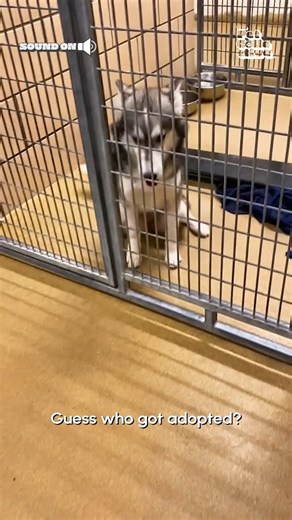 136K views · 2.7K reactions | You're going home, bud! 殺 #AdoptADogMonth | The Pet Collective | Facebook