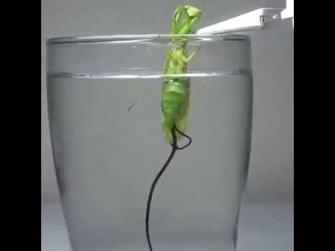 “Removing a Parasite from a Praying Mantis 🦗 | Discover Mantises”