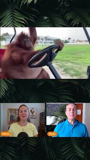 Orangutan Driving Golf Cart