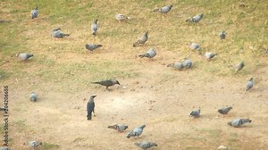 Crows pecking with Group of pigeons pecking in the grass ground
