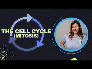 The Cell Cycle - Mitosis (Bio Ch. 12)