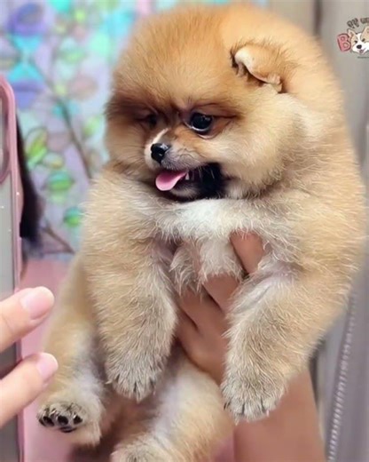 Cutest Puppy Moments That Will Melt Your Heart #CutePuppy #PuppyLove #PuppyLife #AdorableDogs