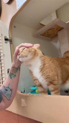 7.5K views · 161 reactions | Princess is currently staying at PetCo North in Rochester MN. First cat? Princess is a perfect companion. Cats? Acclimates like they have known each other forever. People? She loves everyone. Help this girl find her perfect match. SHARE! | Camp Companion | Facebook