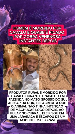 HOMEM É MORDIDO POR CAVALO E ESCAPA DE COBRA VENENOSA EM FAZENDA NO MS..
