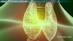 Thyroglobulin Antibody | Function, Range & Test