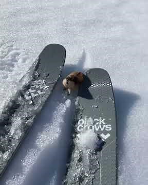 A skier encountering a highly territorial lemming on the slopes