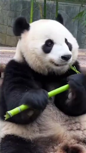 Panda Loses Epic Battle Against Bamboo! 😂🐼🎋