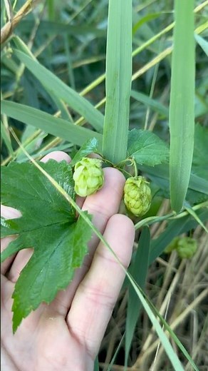 Reconocimiento y propiedades del LUPULO (humulus lupulus)