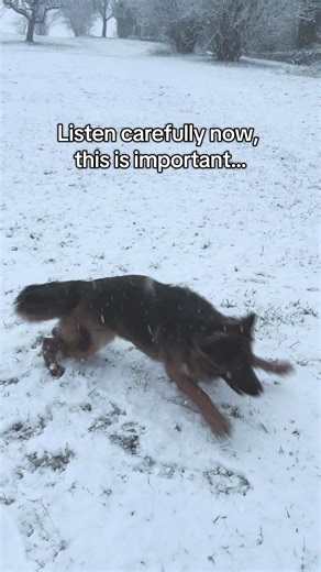 Why Two German Shepherds Enhance Your Life