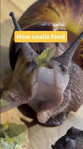 How a Snail Eats a Leaf 😮🐌 | Close-Up Feeding#snail