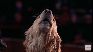 A Singing Dog Proves Simon Cowell Does Have a Heart