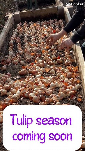 Tulip Time Begins! 🌷 Planting for the 2026 Bloom Season