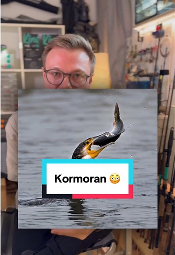 Kormoran-Diskussion: Angler und Fischbestände im Fokus