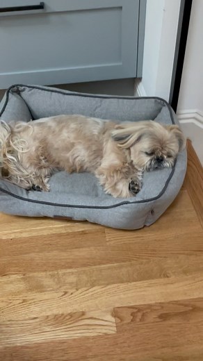 14K views · 9.4K reactions | Bacon sizzling and Shih Tzu snoring. | Dougie the Shih Tzu | Facebook