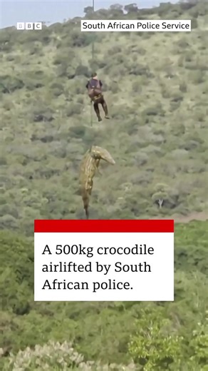 A South African police officer has been praised for his bravery after being lowered from a helicopter to secure a dead crocodile believed to contain the remains of a missing businessman. Authorities say permission was granted to euthanise the animal before it was tied and airlifted to another location. Captain John Potgieter carried out what police described as a highly dangerous and complex mission. Footage shows him suspended several metres in the air, clinging to a rope after securing the dea