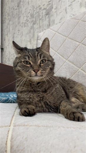 kuzya__official (@kuzya__official)’s videos with оригинальный звук - kuzya__official