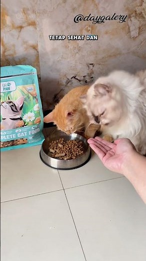 Nutritious dry cat food for all life stages. #catdryfood #catfood #drpawcatfood