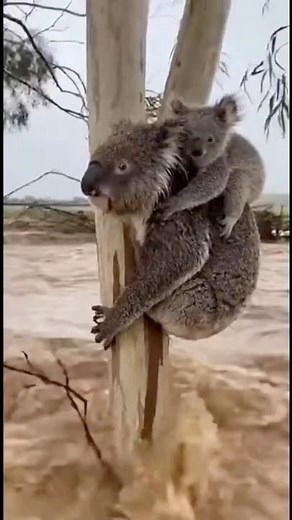 Unbelievable! Stranded Koala Reaches for Rescuer in Massive Flood #koala #rescue #shorts