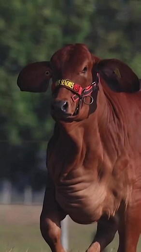 Impressive Brown Cow Showcasing Muscular Build