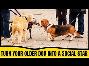 How to Socialize an Older Dog (Even If They're Shy or Aggressive!)