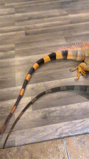 41K views · 821 reactions | Just another day at The Lizard Lounge #lizard #exoticpets #reptile #iguana #pet #reptiles #pets #animals #petlovers #foryou #explorepage #RocketTheIguana #petstagram #petsofinstagram #cuteanimals | Rocket The Iggy | Facebook