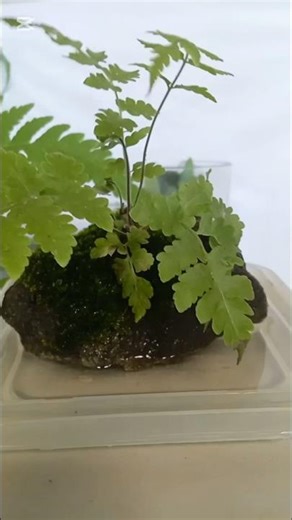 propagate moss,fern #plants #shorts #ytviralshorts