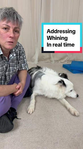 Effective Training Techniques for Whiny Dogs
