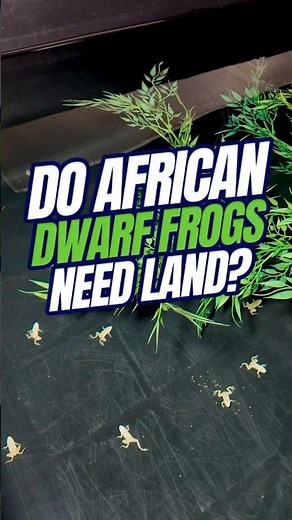 Do African Dwarf Frogs NEED Land | African Dwarf Frog