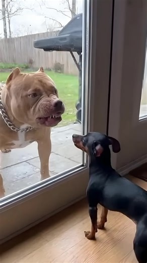 When the Door Opens… and the Truth Comes Out 😅🐶 #FunnyDogs #DogDrama #TinyButLoud #PitbullVsMiniPinscher #CaughtIn4K #DogComedy #ViralClip #PetMoments #CinematicPets #DogTok #neonxai