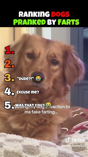 😂 dogs react to owner fart pranks… this is illegal 😳🔥