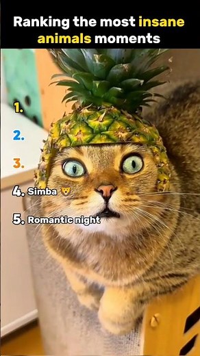 Top 5 Funniest Animal Surprises Caught on Camera!