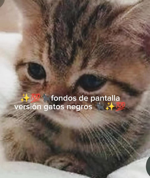 Fondos de pantalla de gatos para tu celular