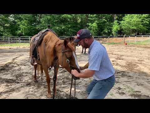 Justin Dunn Bitless Bridle