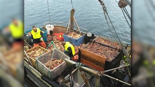 Oregon ocean commercial Dungeness crab season delayed