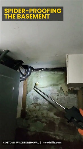 Spider-Proofing a Basement: Where Bugs Hide & How We Treat It 🕷️ | Cottom's (NE Ohio)