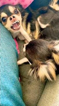 How Chihuahua fight? | Sisters #chihuahua #puppy #cute #shorts