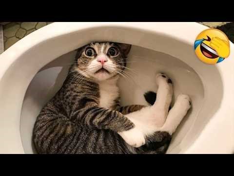 The Funniest Cats Caught on Camera! 😂 NEW Funny Cat Videos of 2026!